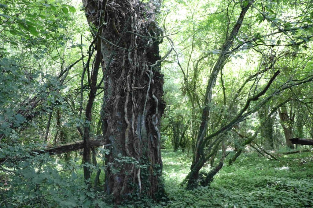 Le tronc couvert de lianes d'un vieux saule dans la forêt