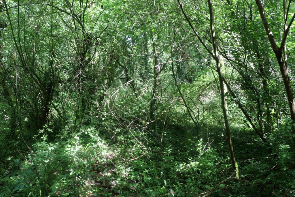 La dense forêt alluviale