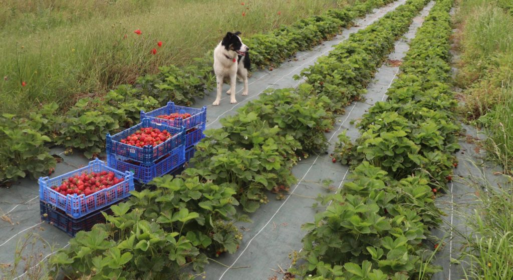 Le chien de Rémi Pilon, Ulysse, au milieu des fraisiers