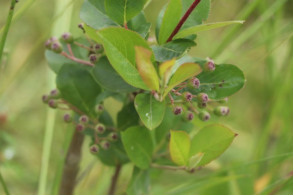 Des baies encore vertes d'aronia