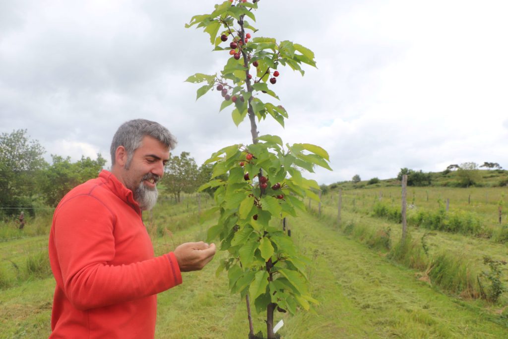 Rémi Pilon devant une jeune cerisier couvert de fruits