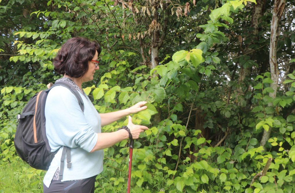 Catherine Lenne examine un orme