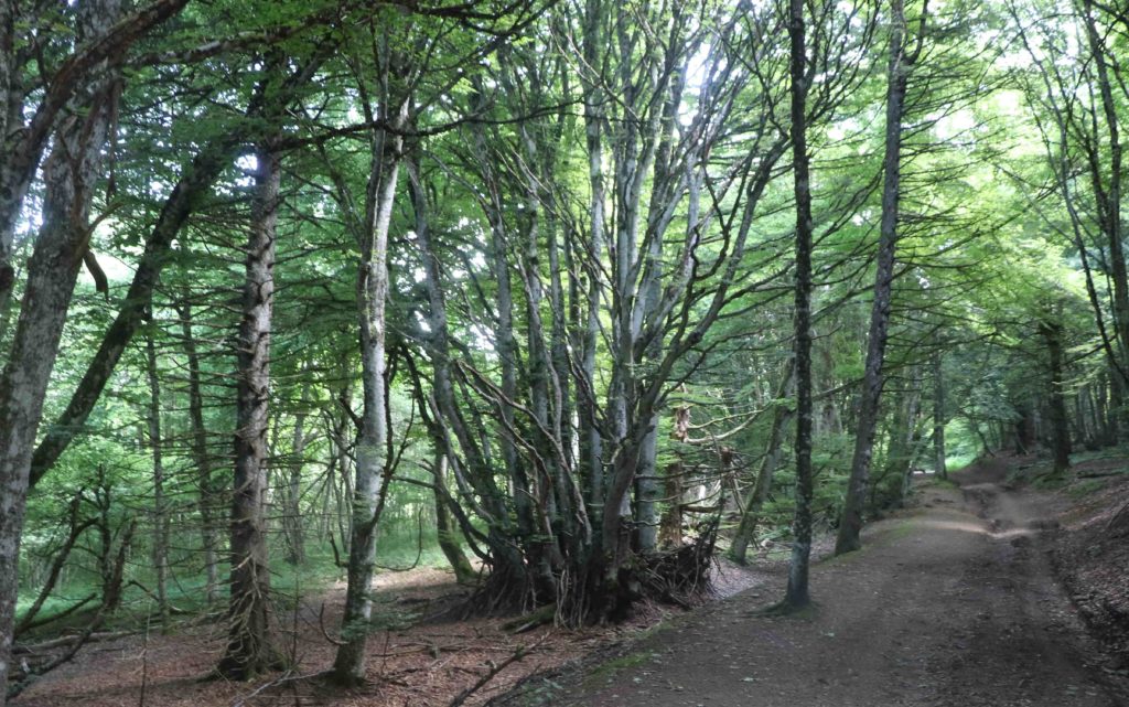 Le sous-bois où Catherine Lenne m'entraîne