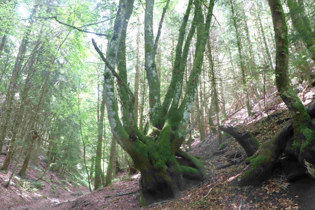 Arbre au tronc courbe qui reprend une position verticale après avoir commencé à pousser penché