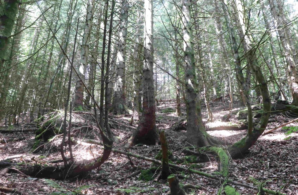 Sapins en forme de lyre