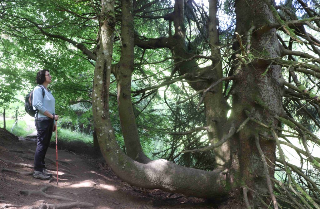 Catherine face à deux grands arbres concurrents, dont un en forme de lyre