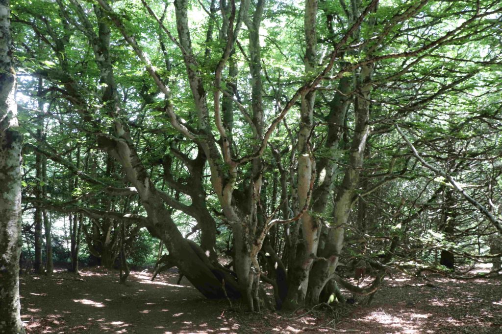 Une cépée de hêtres aux branches particulièrement tordues