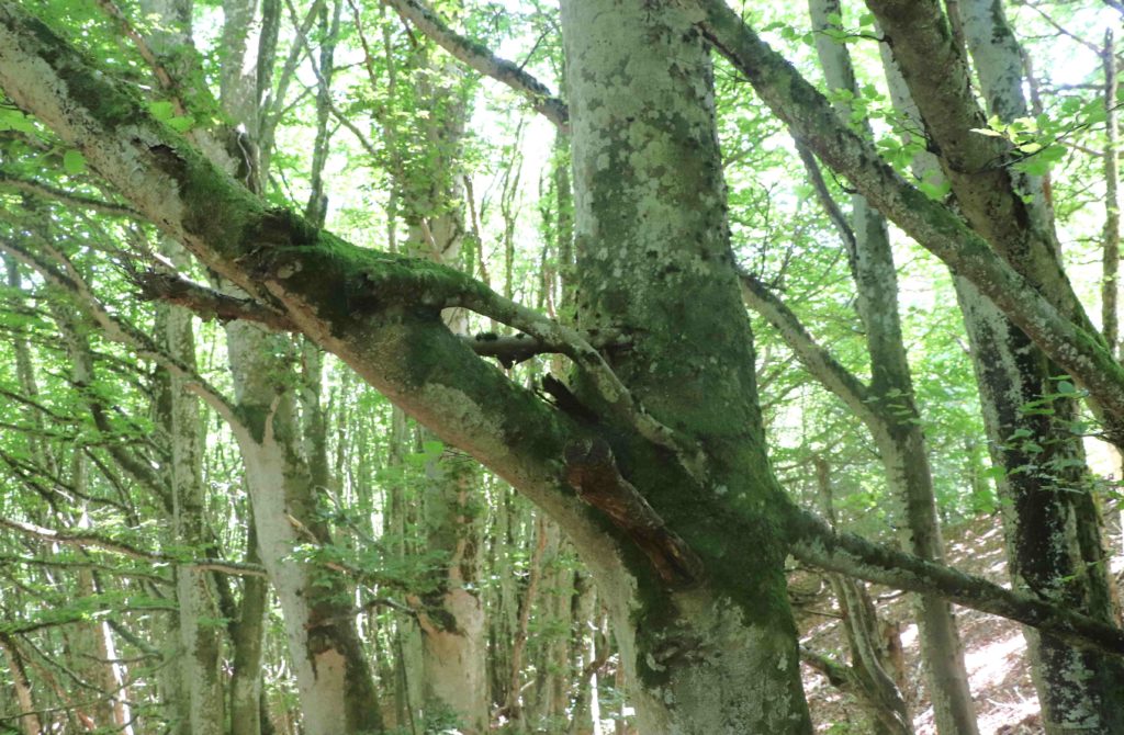 Une branche "avalée" deux fois par l'arbre