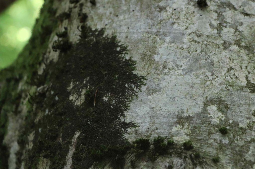 Tronc couvert de frullania, qui forme comme une fine mousse vert foncé