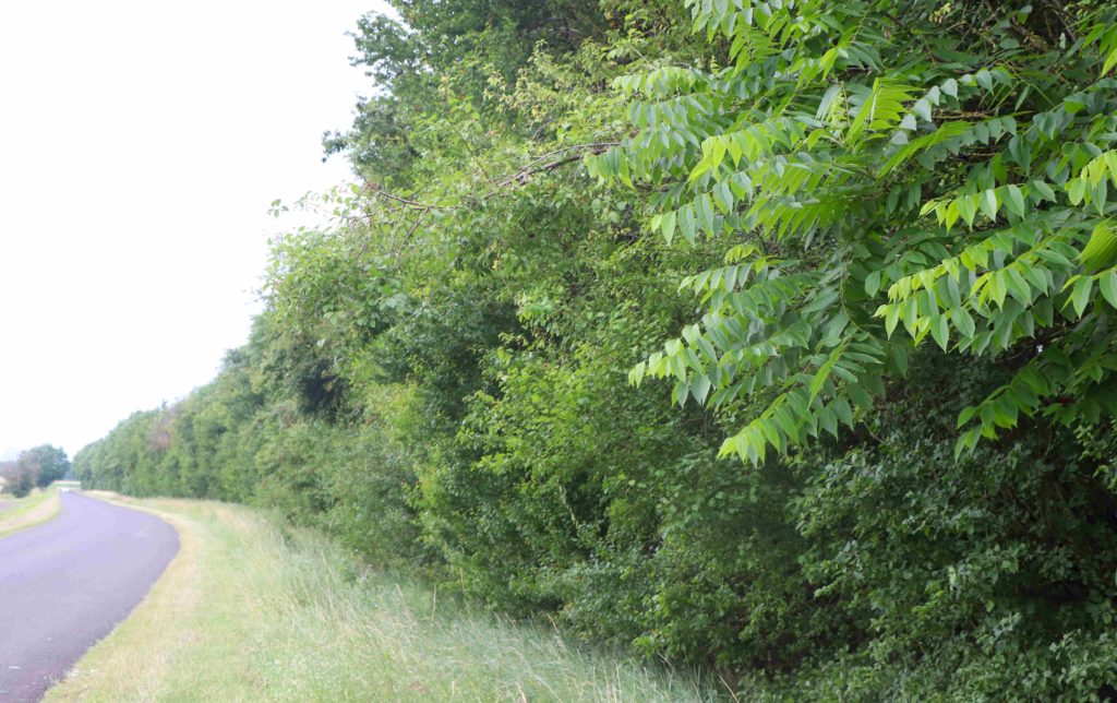 La deuxième haie, le long de la route