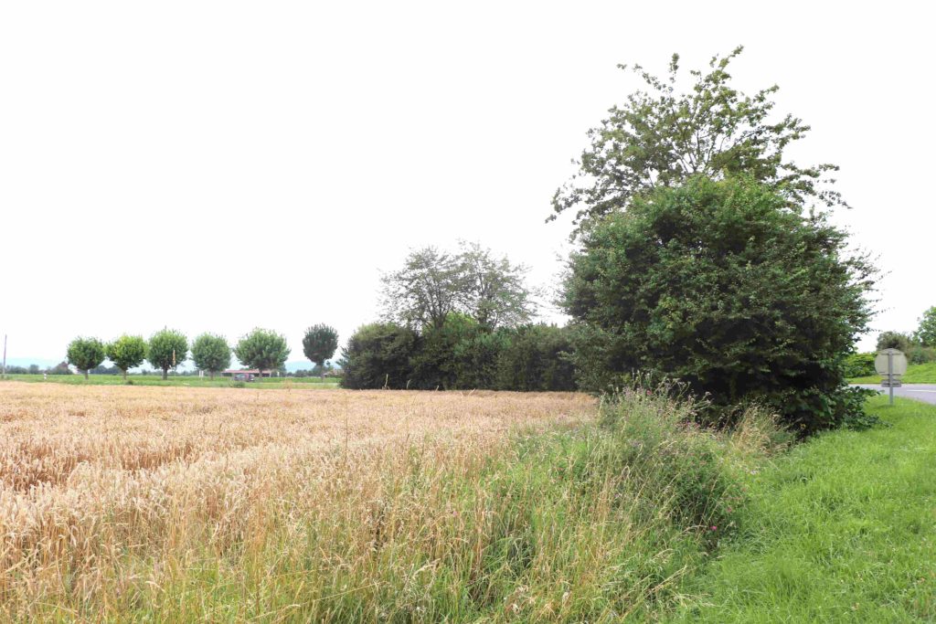 La haie vue de loin, avec un alignement d'arbres de l'autre côté de la route