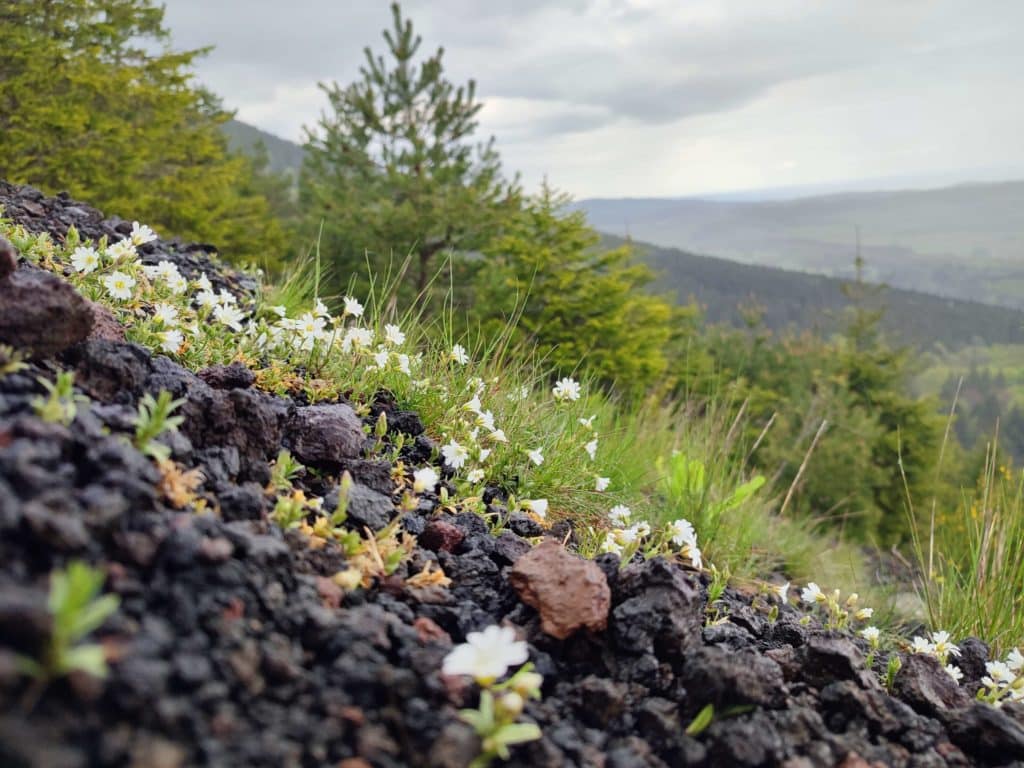 Gros plan sur des fleurs et des roches dans un paysage de montagne