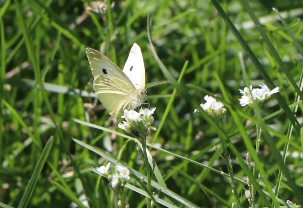 Papillon blanc butinant des fleurs blanches dans une prairie sur le site de l'Ecopôle