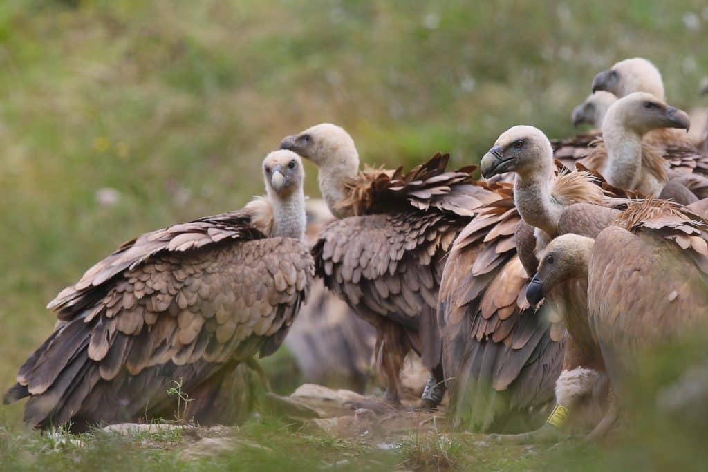 Zoom sur un groupe de vautours dans une prairie