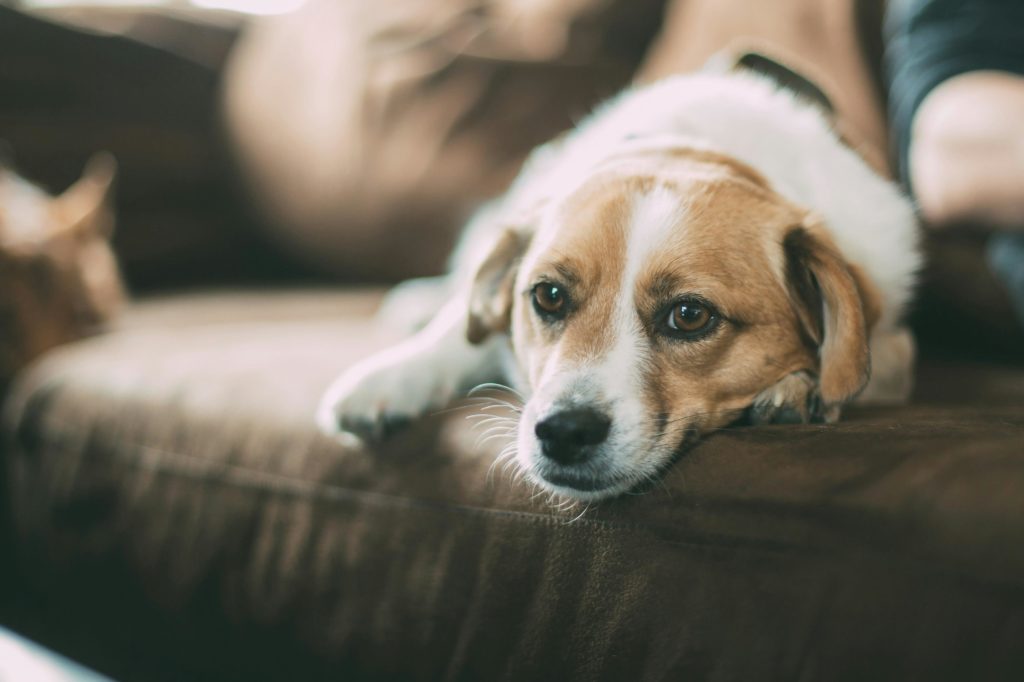 Petit chien couché sur le canapé