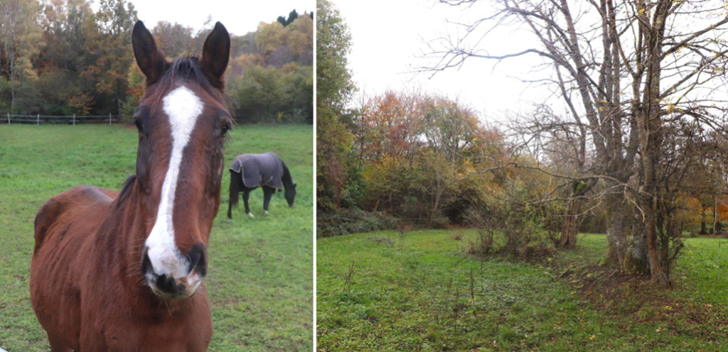 Chevaux dans un pré et pré encadré d'arbres