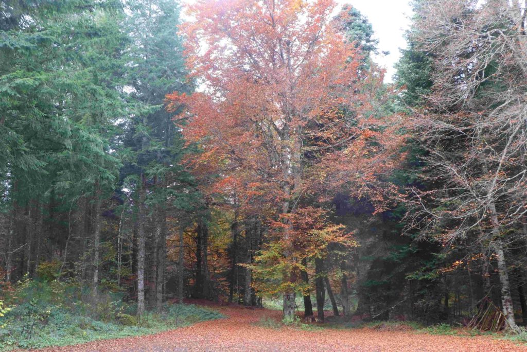 Entrée d'une forêt avec des sapins très verts et un hêtre d'un jaune-roux lumineux