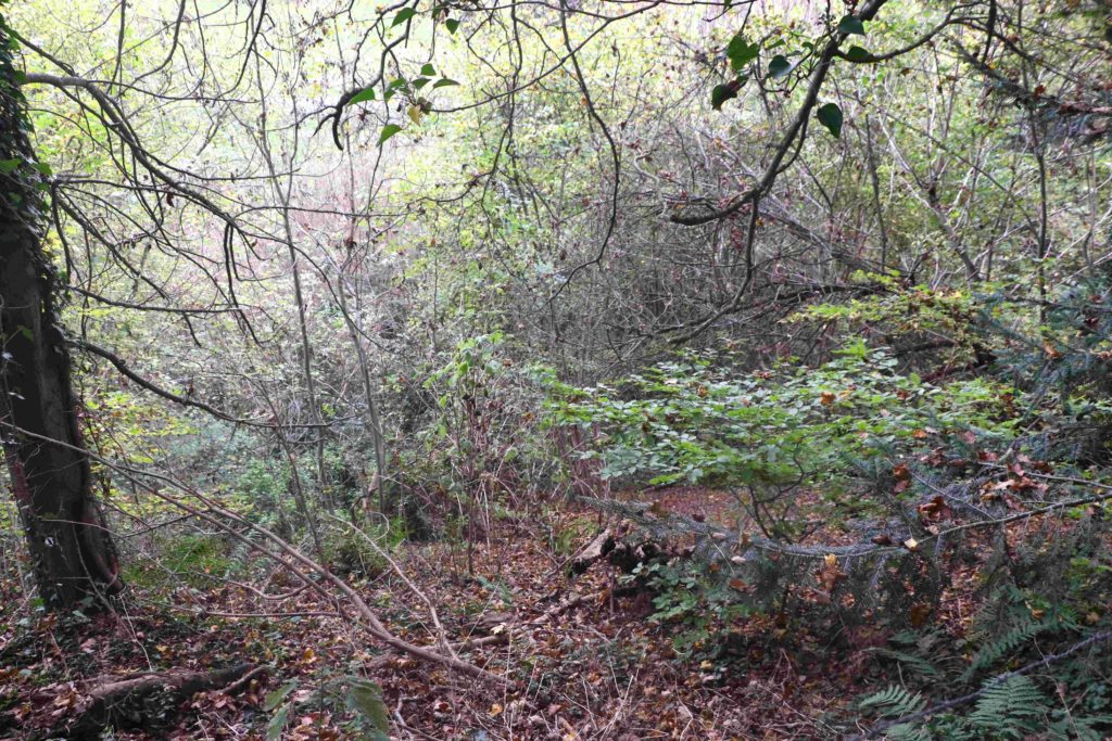 Un sous-bois très broussailleux