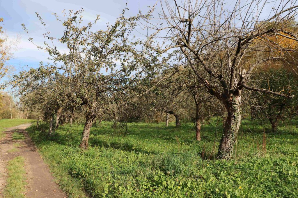 Vergers le long du chemin