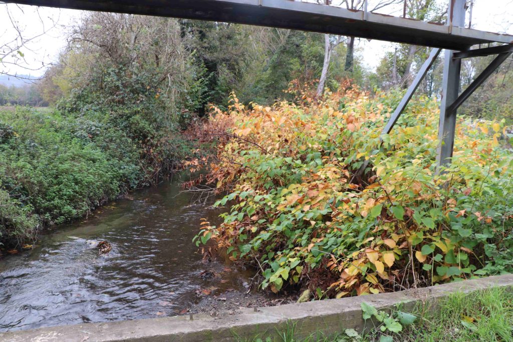 La rivière vu depuis un pont, avec de la renouée du Japon en abondance sur la rive