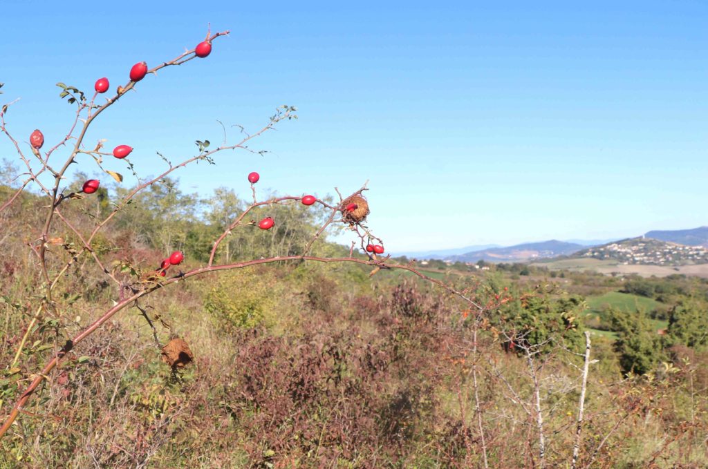 Eglantier sur une friche de la Montagne de la Serre