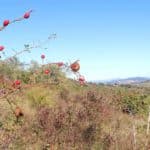 Eglantier sur une friche de la Montagne de la Serre