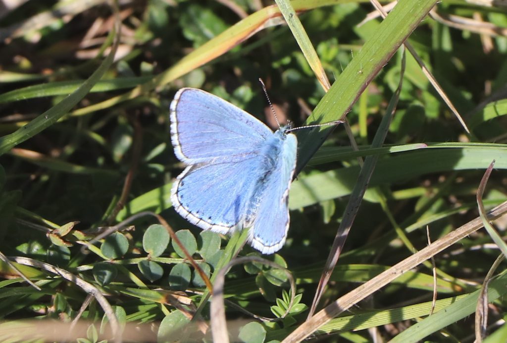 Un papillon bleu en gros plan