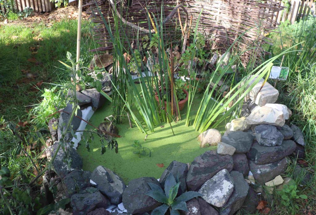 La petite mare du jardin avec ses plantes aquatiques