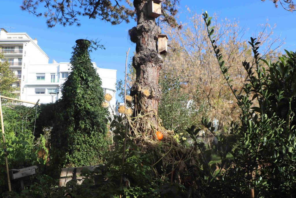 Vue en plan large du jardin, avec au centre un vieux pin qui sert d'accroche à des nichoirs et à des courges grimpantes.