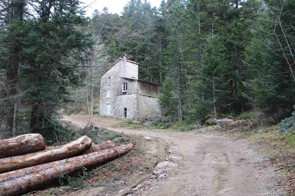 le chemin d'accès avec au milieu des arbres l'ancien moulin qui marque l'entrée de la parcelle