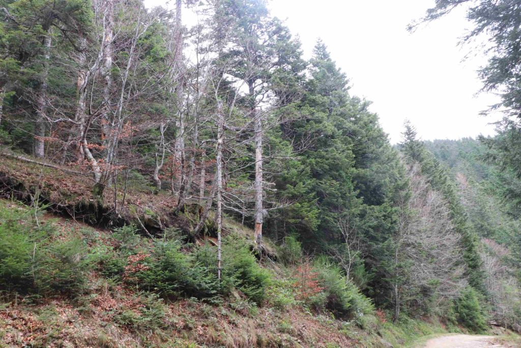 La bordure de la parcelle vue du chemin