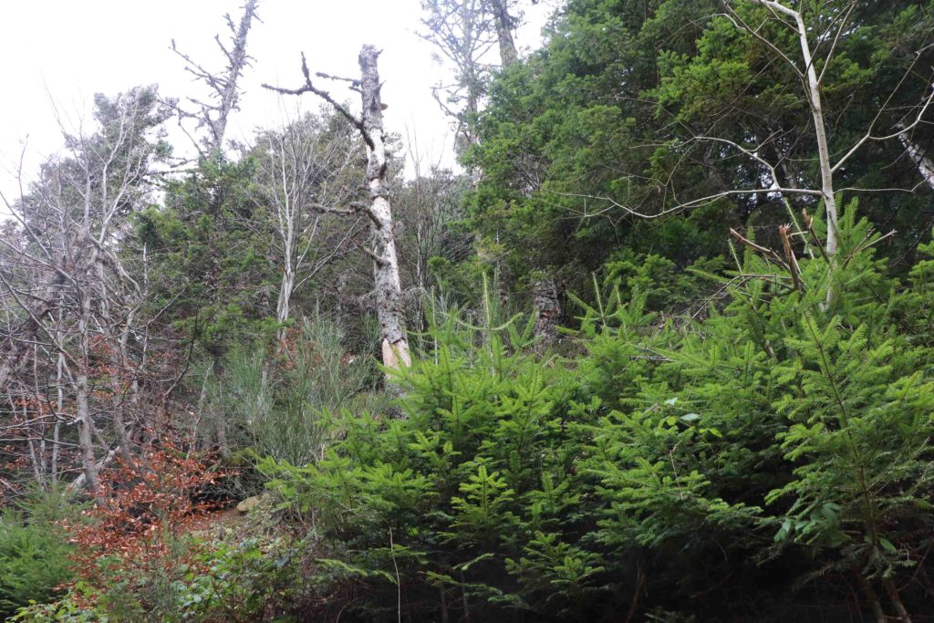 arbre mort et jeunes sapins