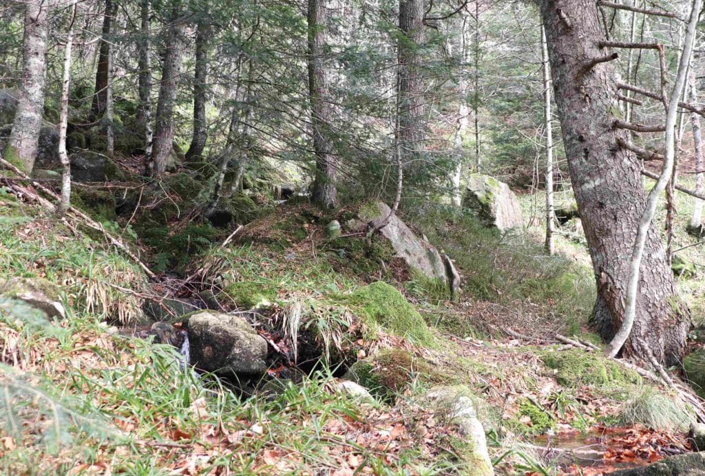 Vue de la forêt avec un de ses ruisseaux