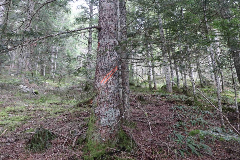 Marquage sur un tronc d'arbre en vue de la coupe