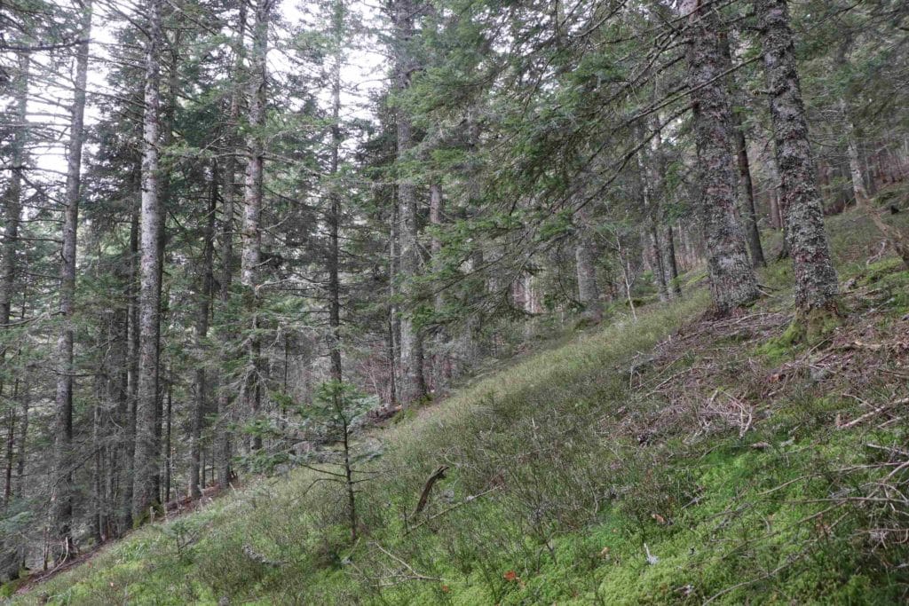 La forêt pentue de la Richarde