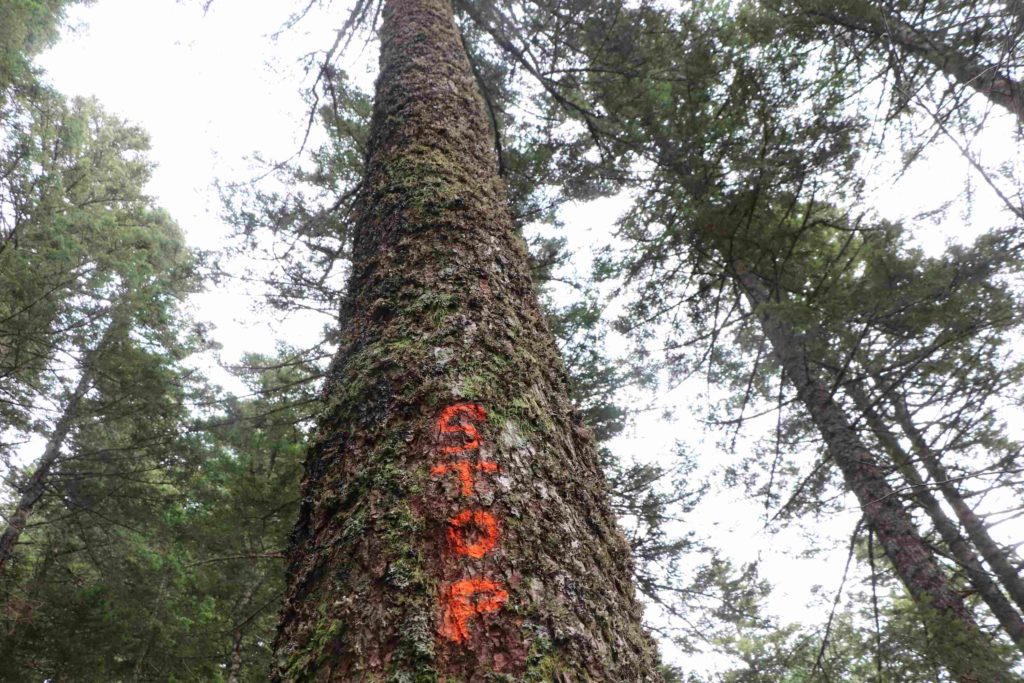 Marquage "Stop" sur le tronc d'un sapin