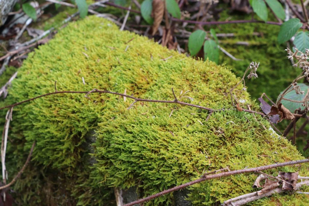 Un rocher recouvert de lycopodes