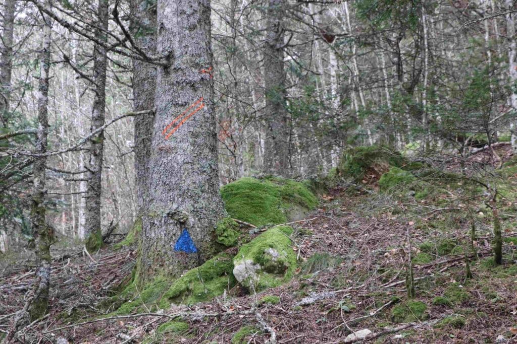 Arbre marqué