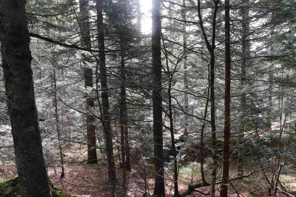 Rayon de soleil dans le sous-bois de sapins