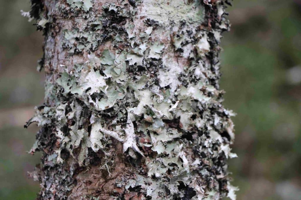 Gros plan sur un tronc couvert de lichens