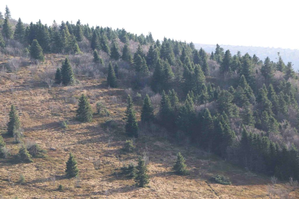 Vue de la lisière haute du bois de la Richarde