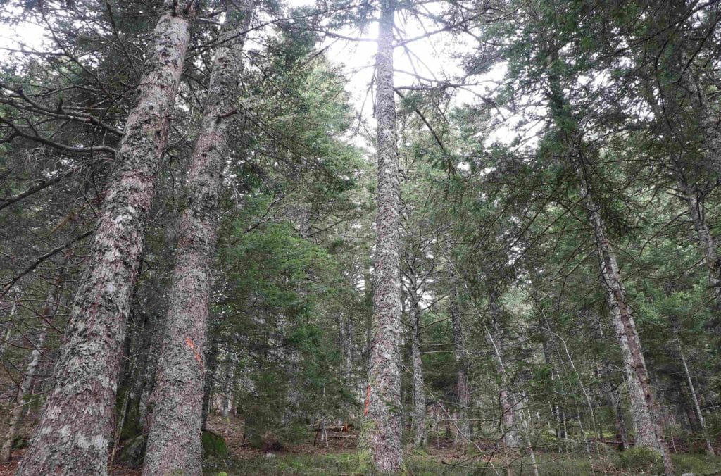 forêt avec arbres marqués