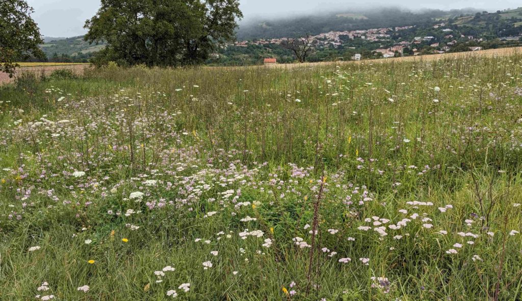 Vue d'une prairie en fleur