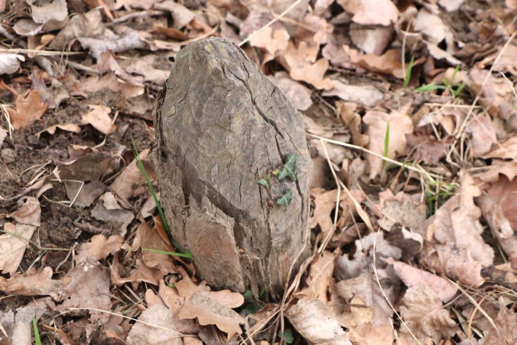 Gros plan sur une souche d'arbre taillée en biseau par les dents du castor