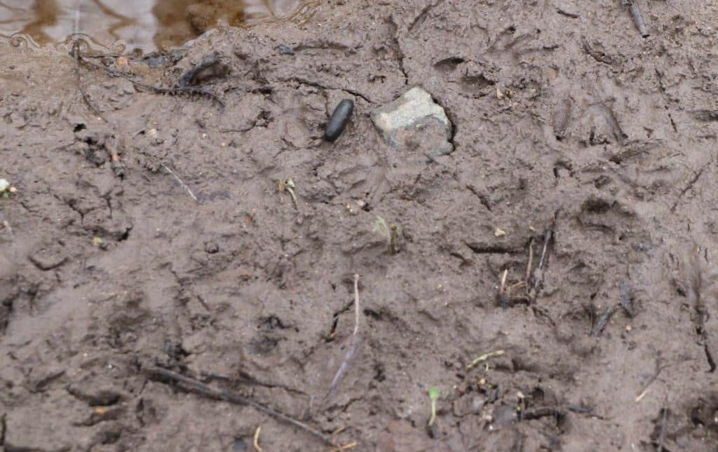 Traces de pattes et crotte à la forme caractéristique de cornichon