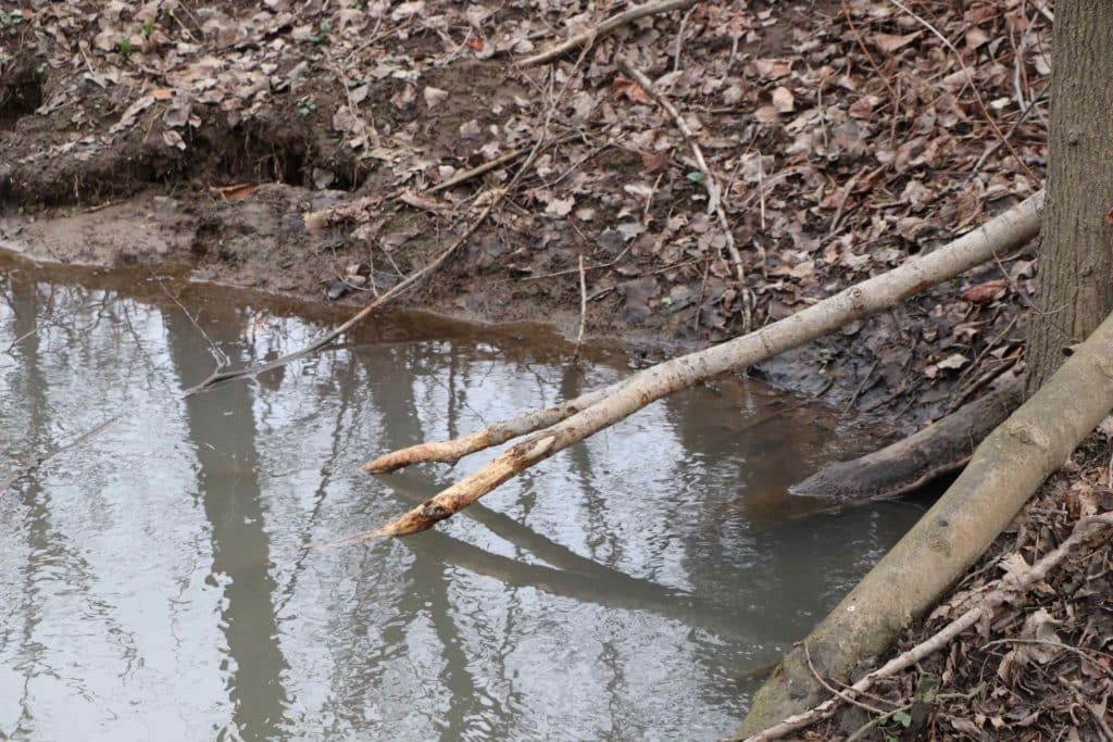 Une branche double, écorcée, trempe dans l'eau devant le barrage.