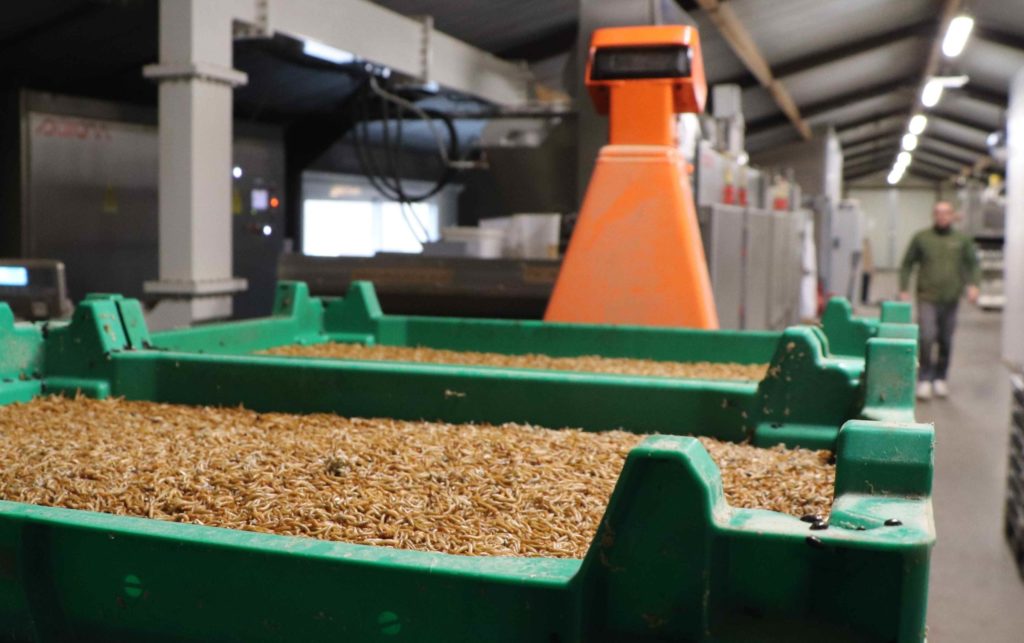 Vue d'un bac contenant les larves, de retour des fermes d'engraissement, devant les fours qui vont les transformer en aliments