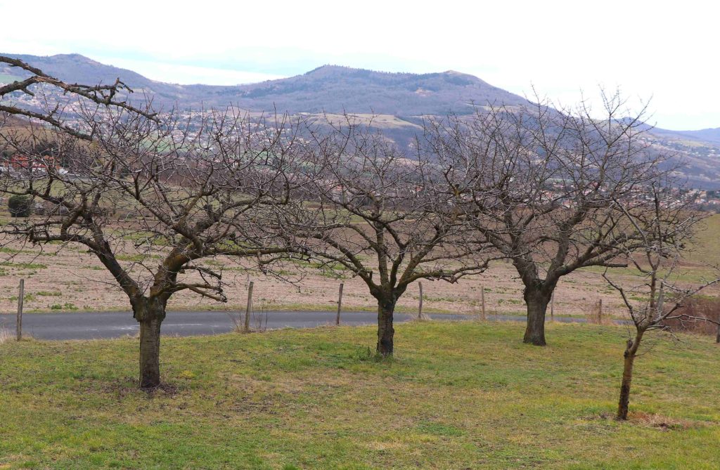 Arbres fruitiers dans un pré, avec le puy Saint-Romain en arrière-plan