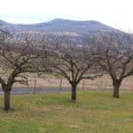 Arbres fruitiers dans un pré, avec le puy Saint-Romain en arrière-plan