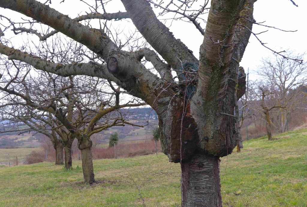 Vieux pommier dans un verger à Veyre-Monton